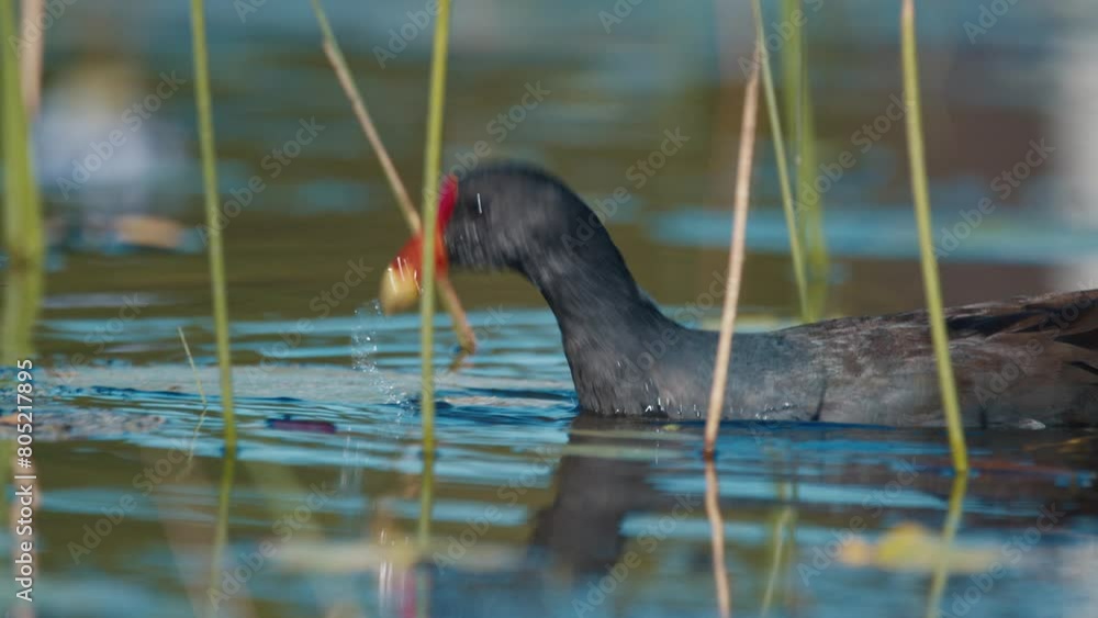 Common Gallinule walks and forages among the lilies on the pond during sunny day Common Gallinule walks and forages among the lilies on the pond during sunny day