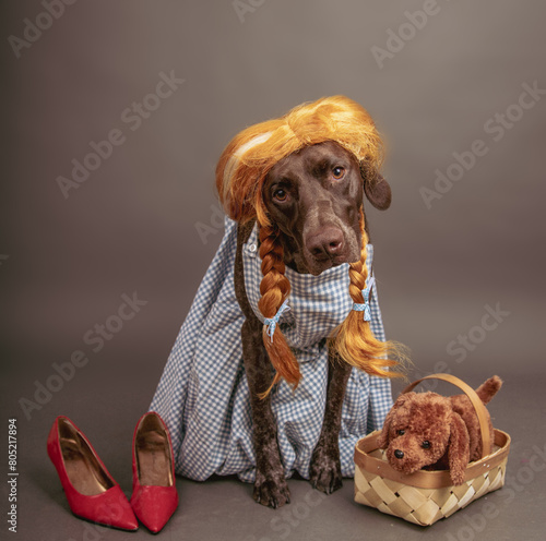 Liver Roan German Shorthaired Pointer dressed in a Dorothy costume from wizard of Oz photo