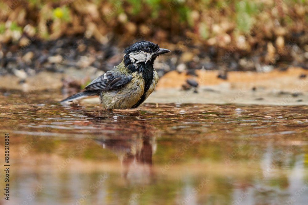 Obraz premium carbonero bañándose en el estanque del bosque (Parus major) Andalucía España