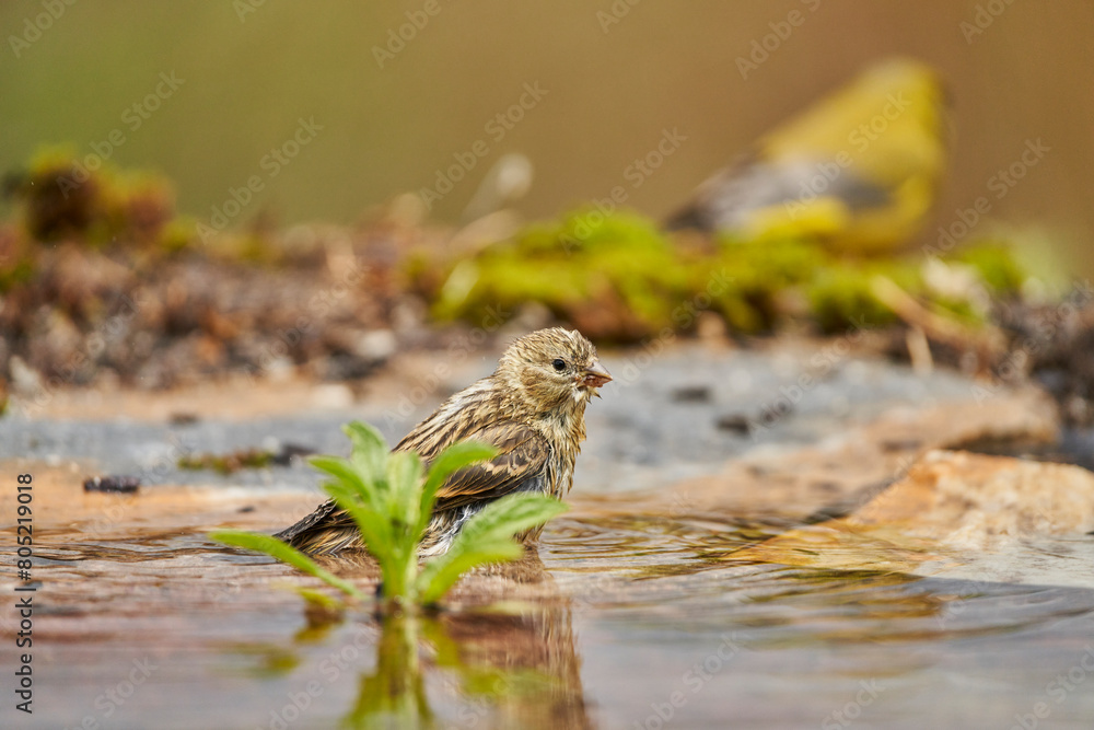 Jilguero lúgano en el estanque del bosque (Carduelis spinus) Guaro Málaga Andalucía España Jilguero lúgano en el estanque del bosque (Carduelis spinus) Guaro Málaga Andalucía España