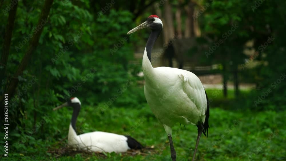 Vide of Red crowned crane Vide of Red crowned crane