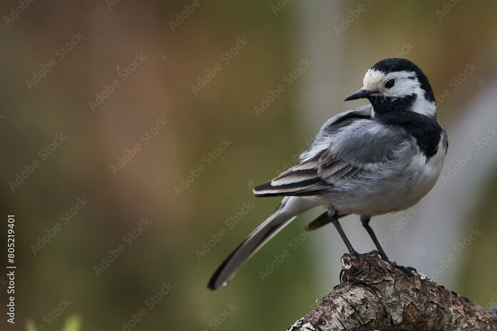 Obraz premium lavandera blanca​ o aguzanieves (Motacilla alba). Marbella Andalucía España 