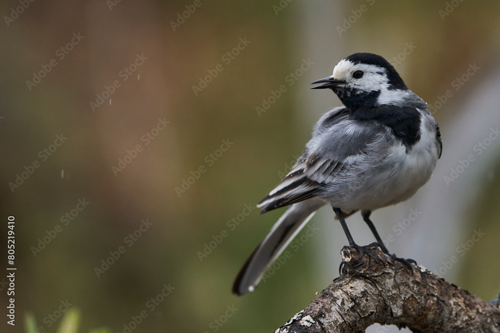 Obraz premium lavandera blanca​ o aguzanieves (Motacilla alba). Marbella Andalucía España 