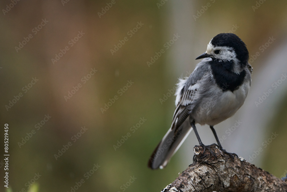 Obraz premium lavandera blanca o aguzanieves (Motacilla alba). Marbella Andalucía España