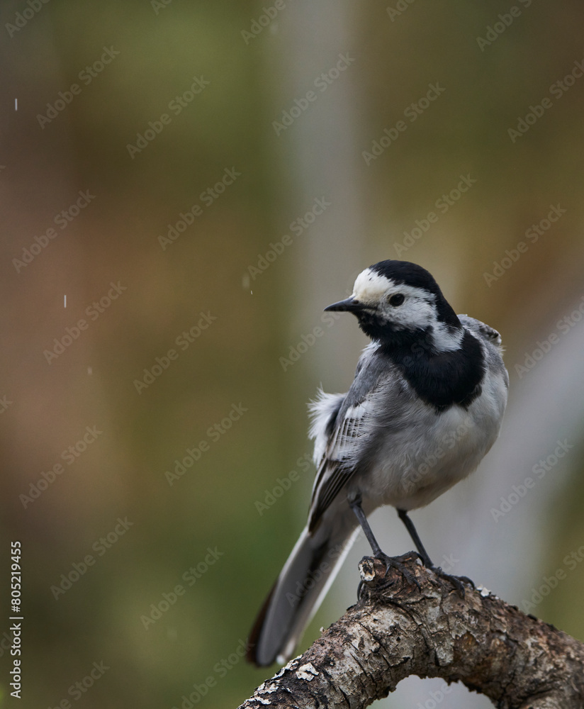 Obraz premium lavandera blanca​ o aguzanieves (Motacilla alba). Marbella Andalucía España 