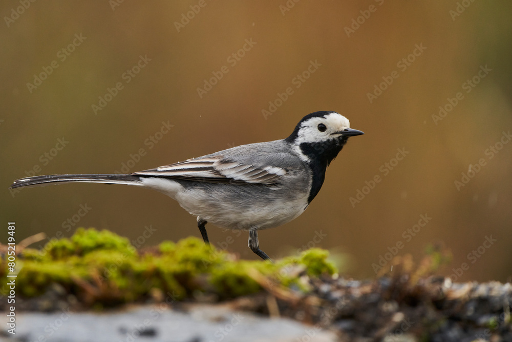 lavandera blanca o aguzanieves (Motacilla alba). Marbella Andalucía España lavandera blanca o aguzanieves (Motacilla alba). Marbella Andalucía España