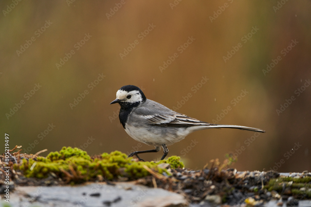 lavandera blanca o aguzanieves (Motacilla alba). Marbella Andalucía España lavandera blanca o aguzanieves (Motacilla alba). Marbella Andalucía España