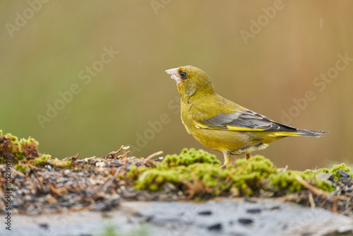 verderón europeo o verderón común (Chloris chloris)​ en el estanque del bosque 