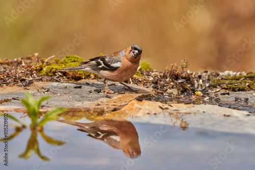 pinzón vulgar (Fringilla coelebs) 