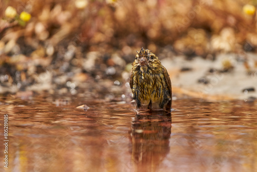 verderón europeo o verderón común (Chloris chloris) bañándose en el estanque 