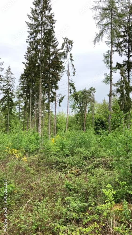 Trees with green leaves and foliage in a forest in the rural countryside Trees with green leaves and foliage in a forest in the rural countryside