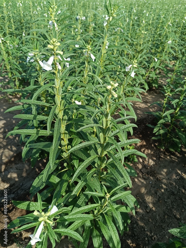 Obraz premium Sesame seed Farm, Sesamum crops growing in green farmland, Till, Flowers, Grow of Sesame Plant.
