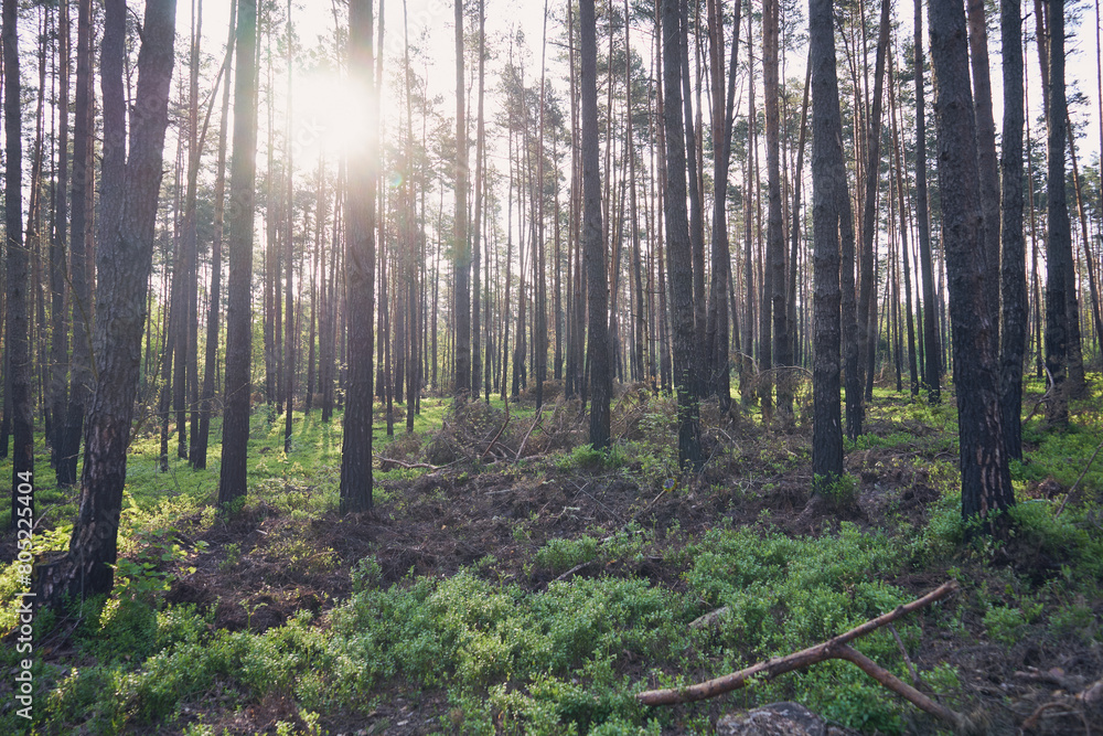 Obraz premium las,drzewa