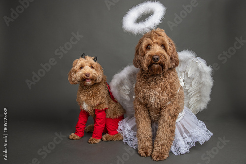 Portrait of a mini goldendoodle and goldendoodle dressed up as an angel and devil photo