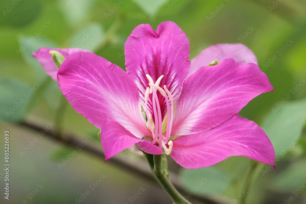 Hong-Kong-Orchideenbaum blüht in Thailand Hong-Kong-Orchideenbaum blüht in Thailand