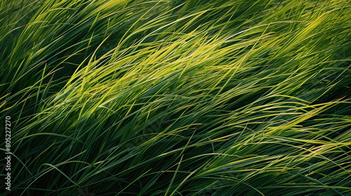 Closeup of fresh green meadow grass