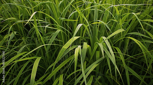 Closeup of fresh green meadow grass