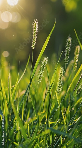 Closeup of fresh green meadow grass