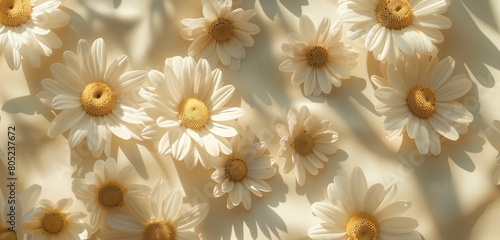 Elegant chamomile daisy flowers arranged gracefully  creating captivating patterns with sunlight shadows on neutral beige.