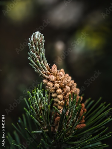Close-up of a young pine cone on a coniferous tree outdoors in nature