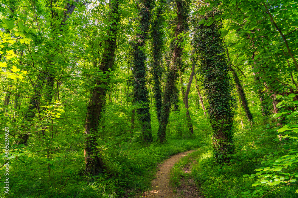 Obraz premium Path in a green morning forest illuminated by the sun
