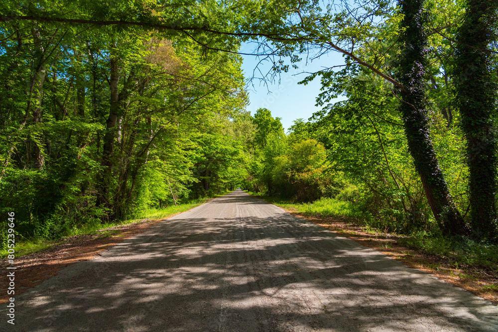 Asphalt road between dense green trees Asphalt road between dense green trees
