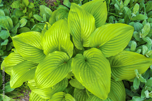 Green glossy large leaves of a flower bush Hosta plantaginea know as Plantain Lily