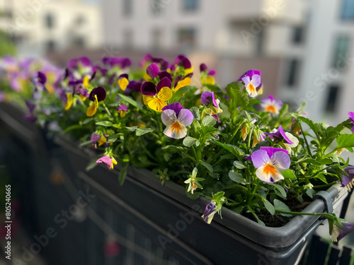 Beautiful bright viola cornuta pansy flowers in vibrant purple, violet and yellow color in flower pot hanging on the balcony fence, spring beautiful balcony flowers high angle view	
