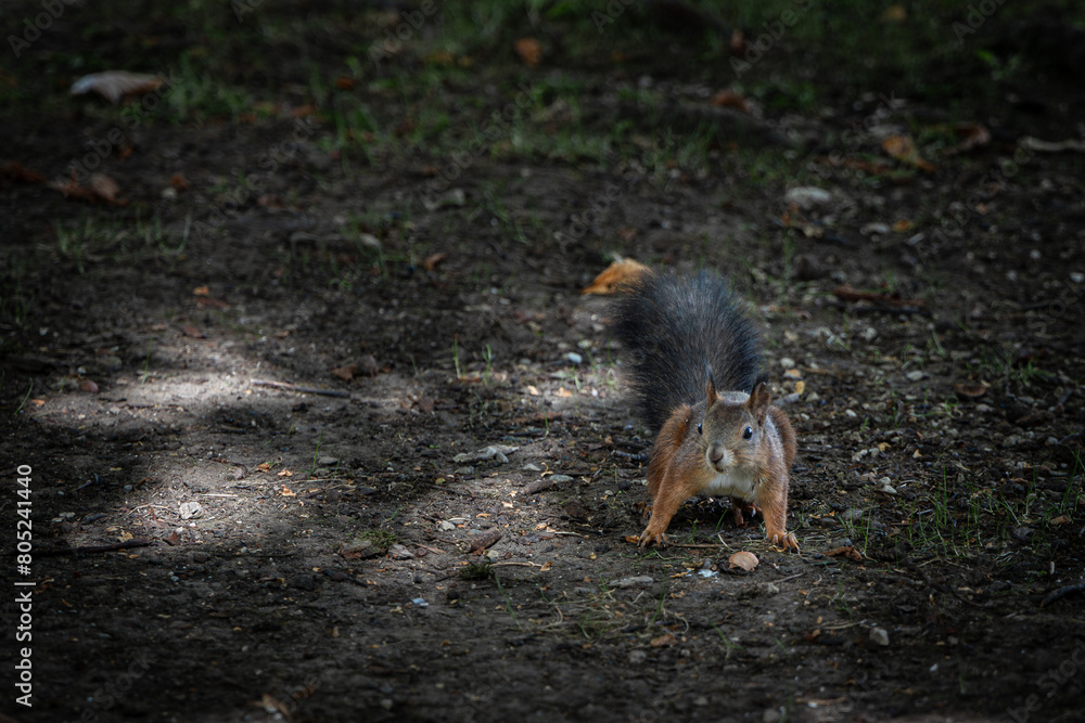 Red squirrel in the forest holding a peanut in its paws Red squirrel in the forest holding a peanut in its paws