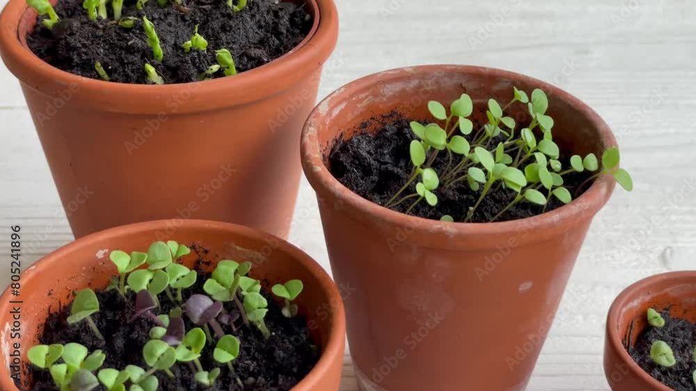Pots with various vegetables seedlings. Pots with various vegetables seedlings.