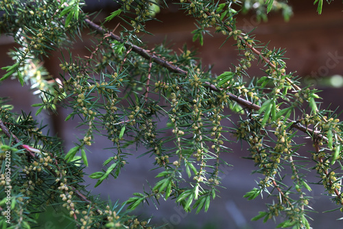 Beautiful young juniper in the park or garden. photo