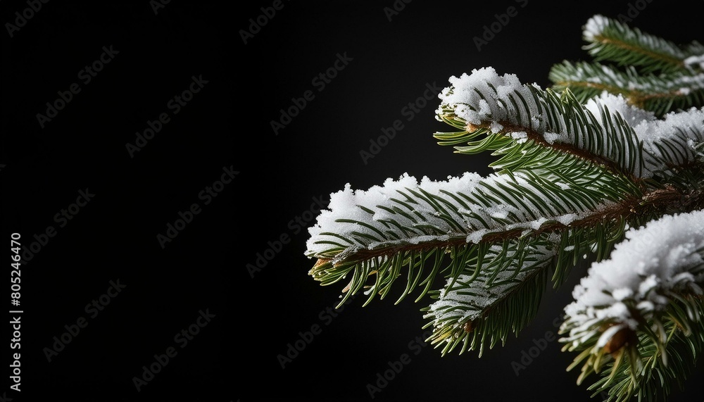 a branch of a Christmas tree on which there is snow a branch of a Christmas tree on which there is snow