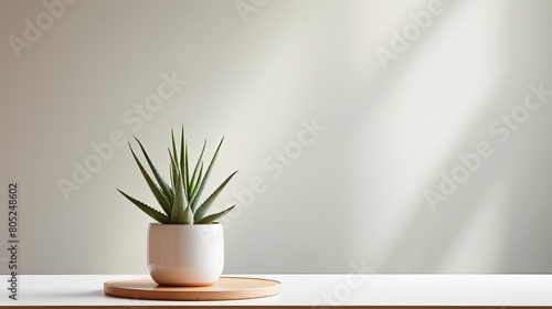 minimalistic aloe on table