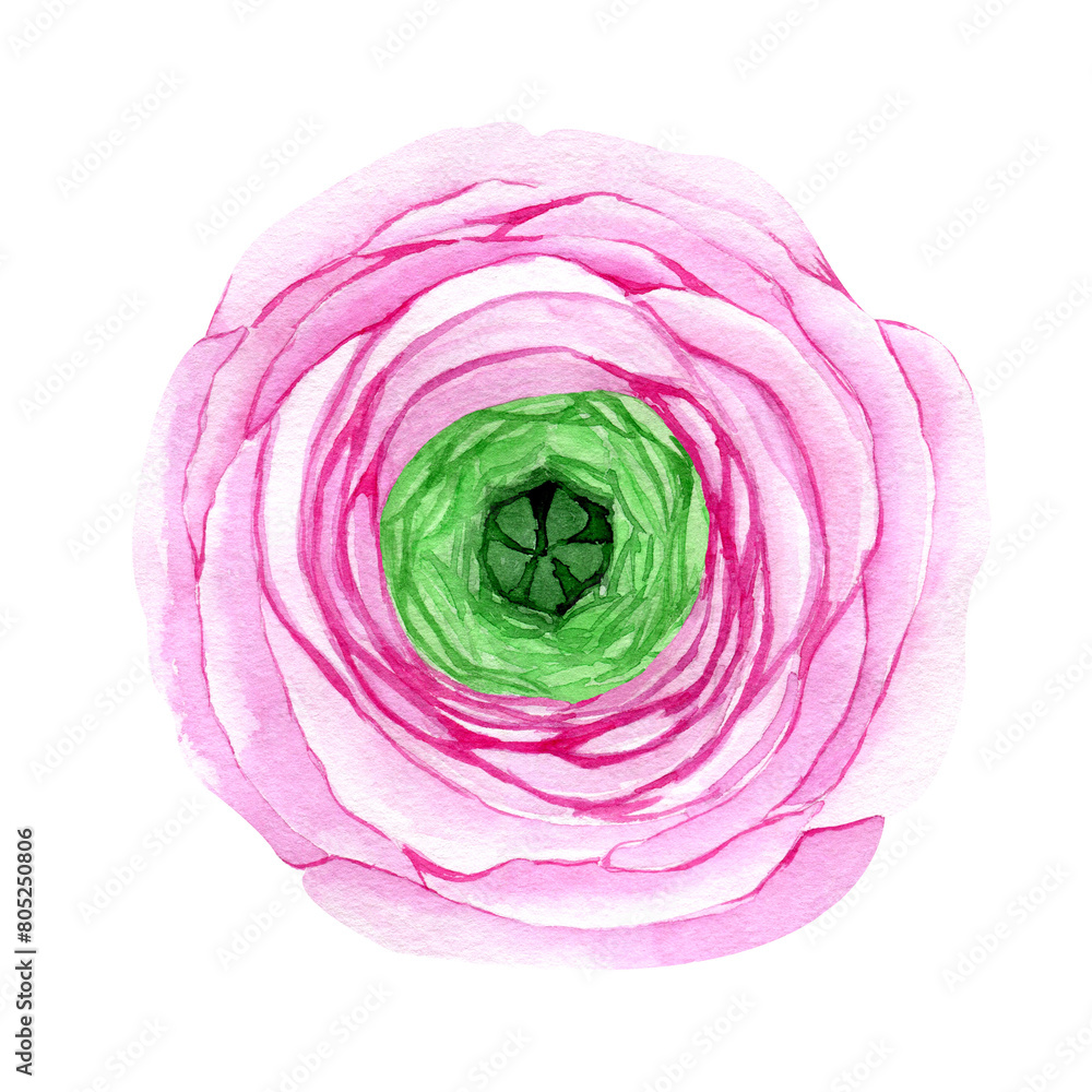Obraz premium Watercolor hand drawn pink ranunculus flower. Botanical illustration of buttercup. Floral clipart for greeting cards, wedding invitations, packaging, scrapbooking
