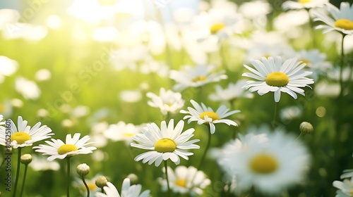 Delicate daisy flowers swaying in a gentle breeze, their bright white petals contrasting against the greenery of a meadow.