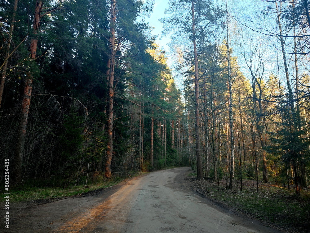 Obraz premium forest road