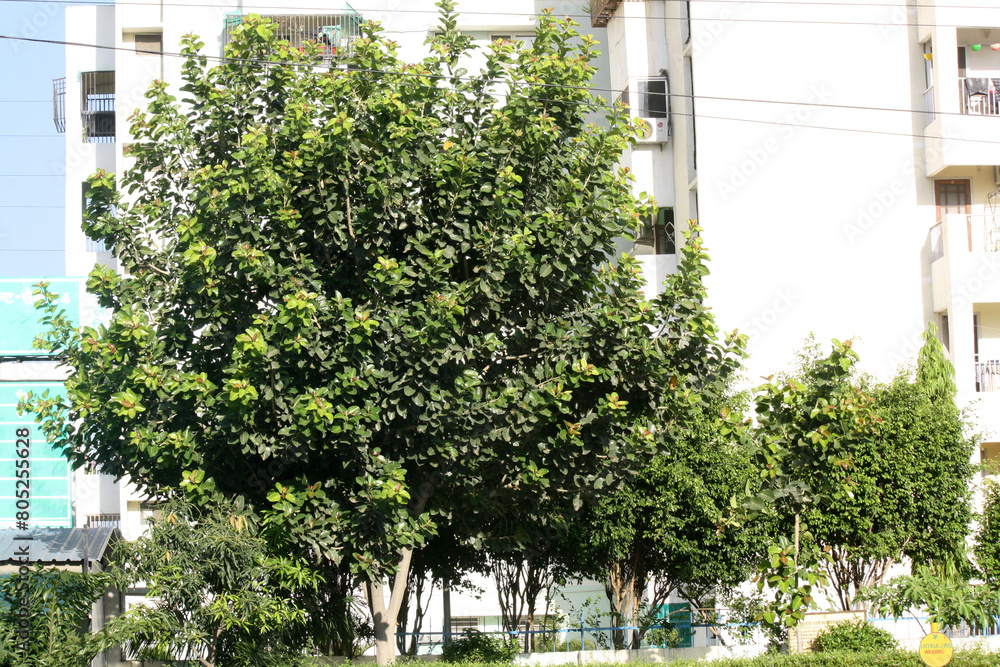 Indian Banyan tree (Ficus benghalensis) with dense foliage : (pix Sanjiv Shukla)