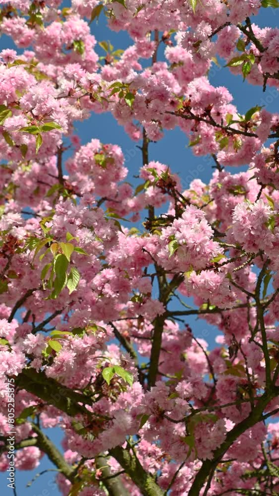 Beautiful pink flowers of Prunus serrulata sway in the wind. Japanese cherry. Spring bloom. Floral background. Beautiful pink flowers of Prunus serrulata sway in the wind. Japanese cherry. Spring bloom. Floral background.