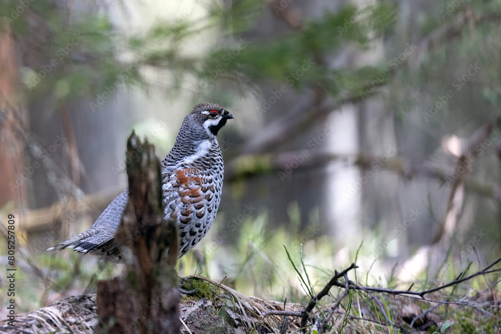 Hazel grouse in the wild forest. Spring wedding of forest birds. Wildlife of the north and birds living in coniferous and mixed forests. The hazel grouse sings. Hunting. Hunting for hazel grouse. Hazel grouse in the wild forest. Spring wedding of forest birds. Wildlife of the north and birds living in coniferous and mixed forests. The hazel grouse sings. Hunting. Hunting for hazel grouse.