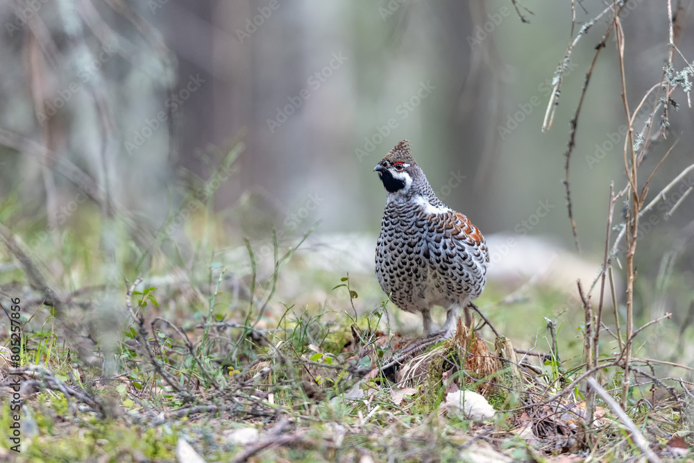 Hazel grouse in the wild forest. Spring wedding of forest birds. Wildlife of the north and birds living in coniferous and mixed forests. The hazel grouse sings. Hunting. Hunting for hazel grouse. Hazel grouse in the wild forest. Spring wedding of forest birds. Wildlife of the north and birds living in coniferous and mixed forests. The hazel grouse sings. Hunting. Hunting for hazel grouse.