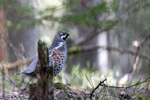 Fotografie Hazel grouse in the wild forest