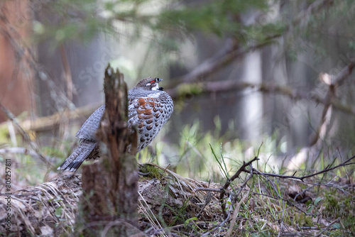 Canvas Print Hazel grouse in the wild forest