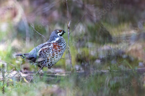 Hazel grouse in the wild forest. Spring wedding of forest birds. Wildlife of the north and birds living in coniferous and mixed forests. The hazel grouse sings. Hunting. Hunting for hazel grouse.