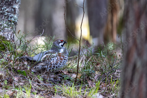 Hazel grouse in the wild forest. Spring wedding of forest birds. Wildlife of the north and birds living in coniferous and mixed forests. The hazel grouse sings. Hunting. Hunting for hazel grouse.