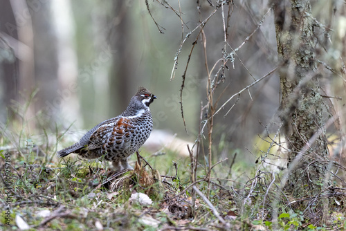 Hazel grouse in the wild forest. Spring wedding of forest birds. Wildlife of the north and birds living in coniferous and mixed forests. The hazel grouse sings. Hunting. Hunting for hazel grouse.