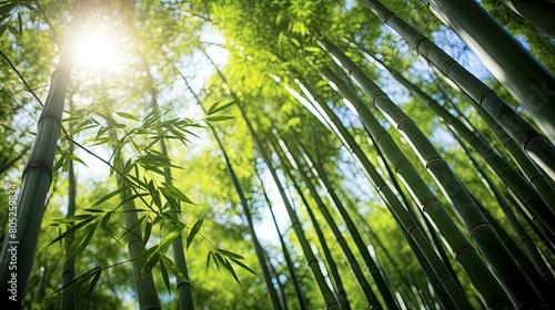 tall bamboo stem