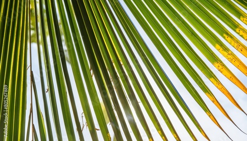 closeup nature view of palm leaves background textures