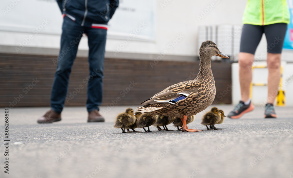 Obraz premium Duck family walking on a city road with cars, people trying to rescue birds from traffic, mother with ducklings, urban wildlife