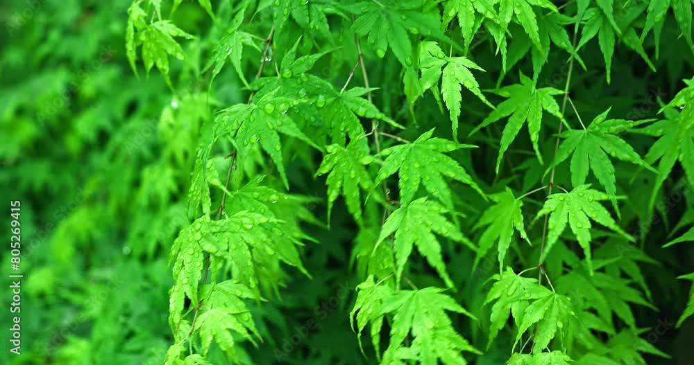 Green leaves natural background after rain. tree leaves in spring. selective focus. Green leaves natural background after rain. tree leaves in spring. selective focus.