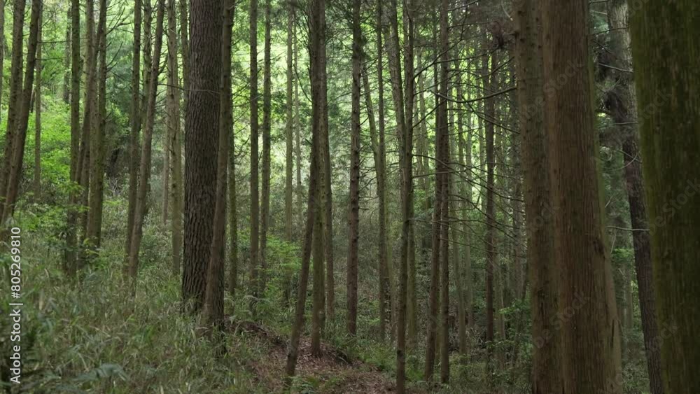 Deep green forests of deciduous trees Deep green forests of deciduous trees